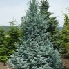 Abies%20lasiocarpa%20Wollbeck01s