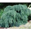 cedrus%20feeling%20Blue