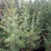 Cedrus%20atlantica02%20(2)