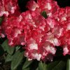Rhododendron%20Fantastica