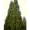 Picea%20abies%20Cupressina%2001