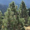 Pinus%20jeffreii01s
