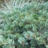 Pinus%20Parviflora%20Kokuho01s