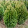 Thuja%20plicata%20Kornik01s