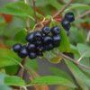 Aronia%20Amit01s