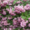 Deutzia%20hybrida%20Perle%20Rose01s
