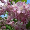 Deutzia%20hybrida%20Tourbillon%20Rouge01s
