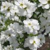 Exochorda%20racemosa%20Kolmasprit%20Magical%20Springtime02s