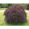 Fagus%20sylvatica%20Purpurea%20Pendula