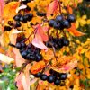 Aronia%20melanocarpa