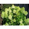 Hydrangea%20paniculata%20Little%20Lime%2001