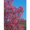 Prunus Captain Collingwood 02