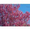 Prunus Captain Collingwood 03