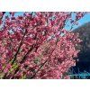 Prunus Captain Collingwood 04