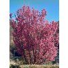 Prunus Captain Collingwood 01