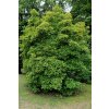 Acer%20tataricum02