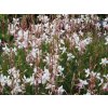 Gaura%20Belleza%20White%2001