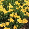 achillea yellow skysail3m3