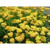 Achillea%20millefolium%20Yellow%20Skysail%2001
