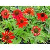 Echinacea%20Orange%20Red%20PollyNation01