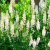 Clethra%20Sixteen%20Candles01s