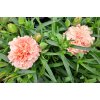 Dianthus%20Dynamic%20Apricot01