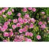 Dianthus%20Dynamic%20Purple%20and%20White%2002