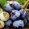 Vaccinium%20Spartan
