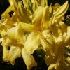 Azalea%20Anneke