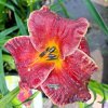 hemerocallis naughty Red1m1