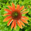 Echinacea%20Blaze%20Orange%20Sunset01s