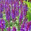Salvia%20nemorosa%20Marvel%20Dark%20Blue01s