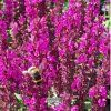 salvia midn.rose1m1