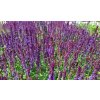 Salvia%20nemorosa%20Merleau%20Blue01