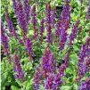 salvia midni.purple1m1