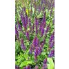Salvia%20nemorosa%20Midnight%20Purple01