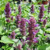 Agastache x Blue Boa01s