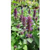 Agastache%20x%20Blue%20Boa01