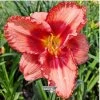 hemerocallis2m1