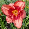 Hemerocallis%20Strawberry%20Shake01m