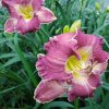 hemerocallis 2 ring1m1