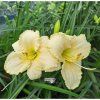 hemerocallis spa.1m1
