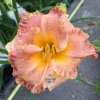 hemerocallis starburst1m1