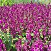 salvia salute royal m.1m