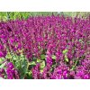 Salvia%20nemorosa%20Salute%20Royal%20Magenta%2001