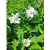 Anemone%20Honorine%20Jobert01