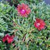 Delosperma x ´Sundella Red´01