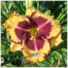 hemerocallis tig.1m1