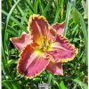 hemerocallis daria1m1