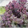 sedum dark magic1m1
